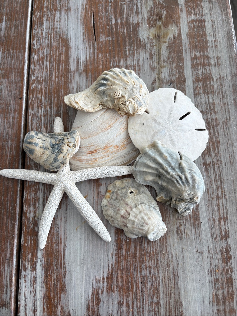 SHELLS Natural Seashell & Starfish Decorative Set - Neutral Tones